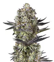 Dos Si Dos 33 (Barney's Farm) Cannabis-Samen zu verkaufen Dos Si Dos 33 (Barney's Farm)