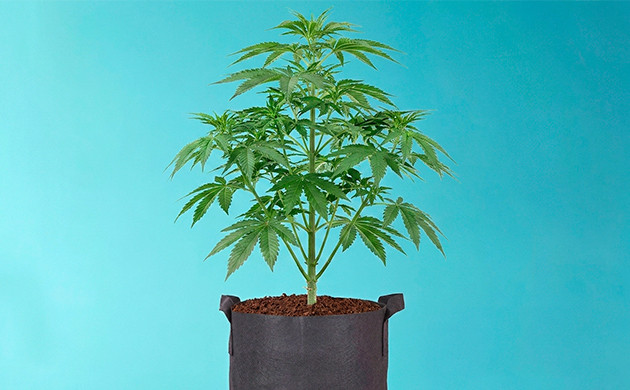 wie man Cannabispflanzen gießt