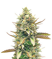 GG4 Sherbet Fast Flowering Cannabis-Samen Kaufen GG4 Sherbet Fast Flowering (Fast Buds)