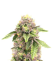 Sticky Sherbert GG feminisierte Samen zu verkaufen Sticky Sherbert GG (Seedkeepers)
