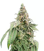 Mimosa Shot Cannabis-Samen Kaufen Mimosa Shot (Herbies Seeds)