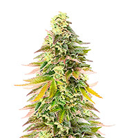 Kaufe Chem Cookies Samen feminisiert von AlphaFem Seeds Chem Cookies (AlphaFem Seeds)