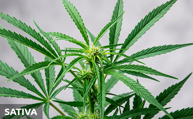 sativa vs indica chart