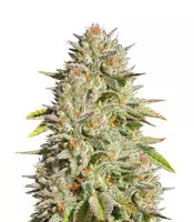 GG#4 Original Glue (Original Sensible Seeds) Cannabis-Samen zu verkaufen GG#4 Original Glue (Original Sensible Seeds)