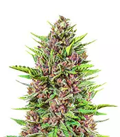 Kaufe Strawberry Pie Auto Samen feminisiert von Fast Buds Strawberry Pie Auto (Fast Buds)