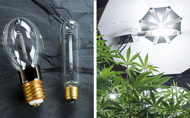 HID-Lampen für Cannabis