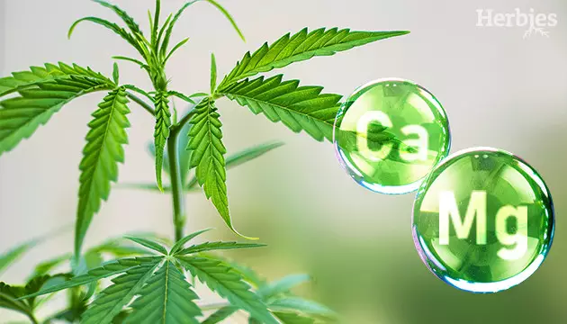 Cal-Mag für Cannabispflanzen