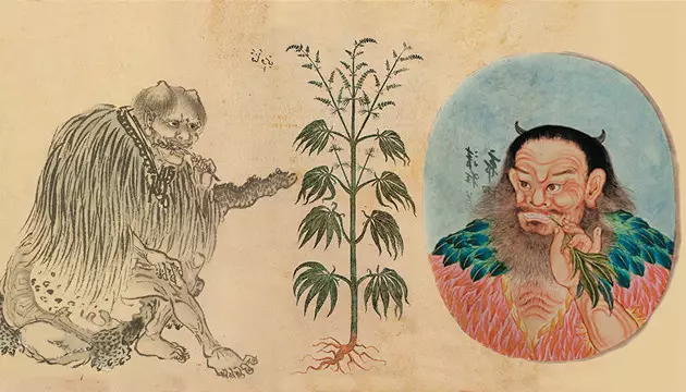 Landrasse Cannabis Samen