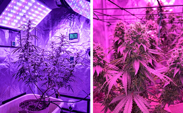 Verwenden Sie das richtige Lichtspektrum Marihuana blüht nicht