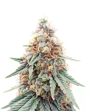 Northern Lights Herkunft