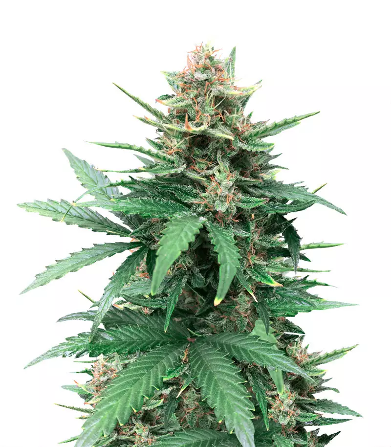 Tutankhamon Cannabis-Samen zu verkaufen