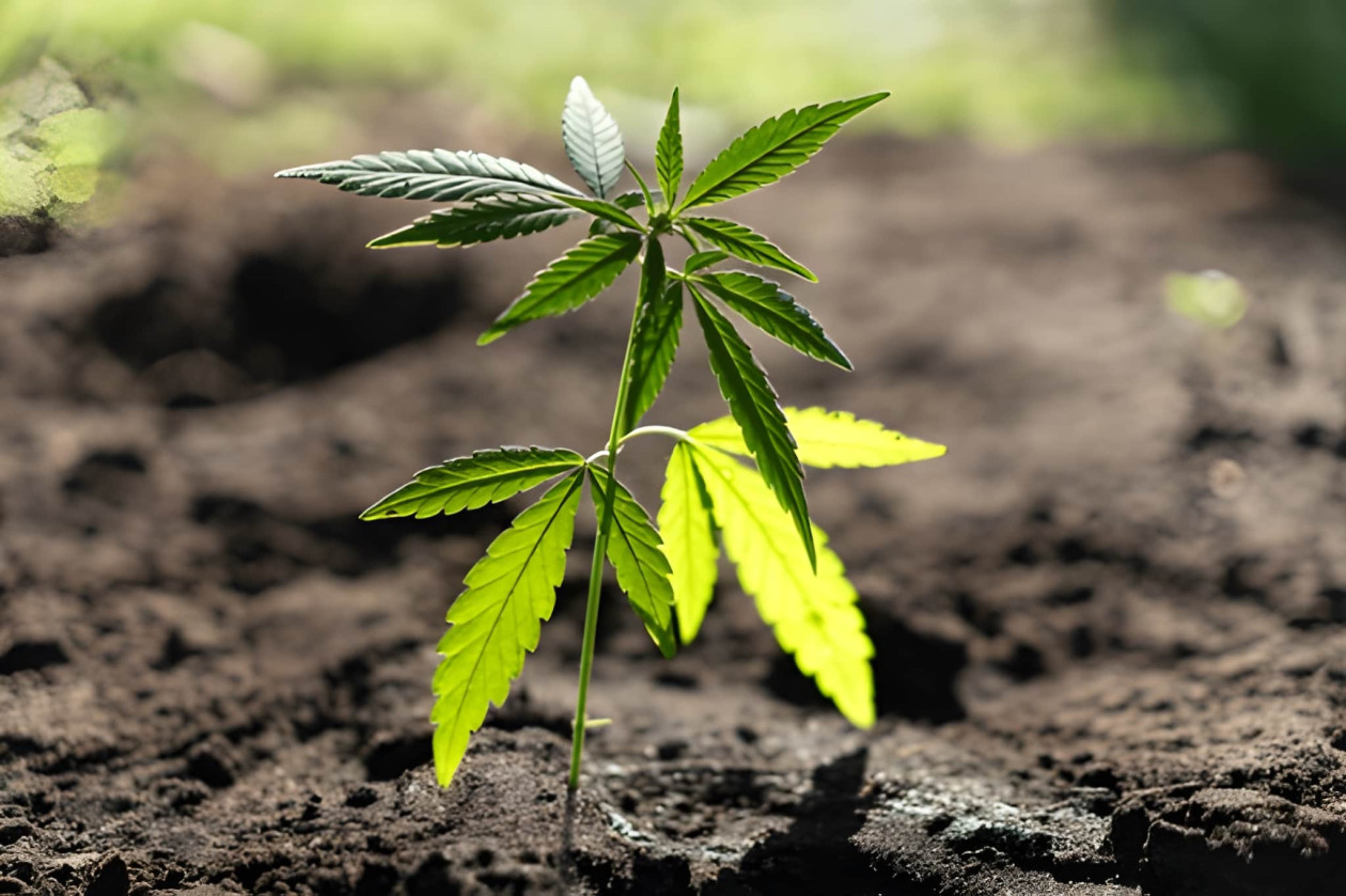 Langsam wachsende Cannabispflanzen