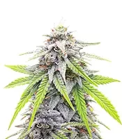 Donutz feminisierte Samen zu verkaufen Donutz Feminized (Humboldt Seed Company)