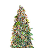Kaufe Strawberry Cheesecake Auto Samen feminisiert von Barney's Farm Strawberry Cheesecake Auto (Barney's Farm)