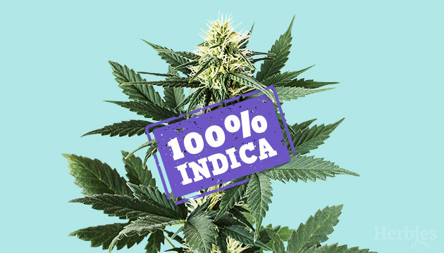 die besten 6 reinen indica-sorten zum ausprobieren