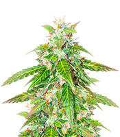 Quarter Pounder Autoflower feminisierte Samen zu verkaufen Quarter Pounder Autoflower (EGS)