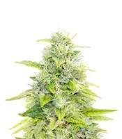 Skywalker Auto (Mephisto Genetics) Cannabis-Samen zu verkaufen Skywalker Auto (Mephisto Genetics)