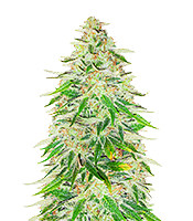 Kaufe WiFi Kush Samen feminisiert von AlphaFem Seeds WiFi Kush (AlphaFem Seeds)