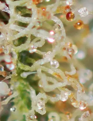 Trübe Trichome trübe Trichome