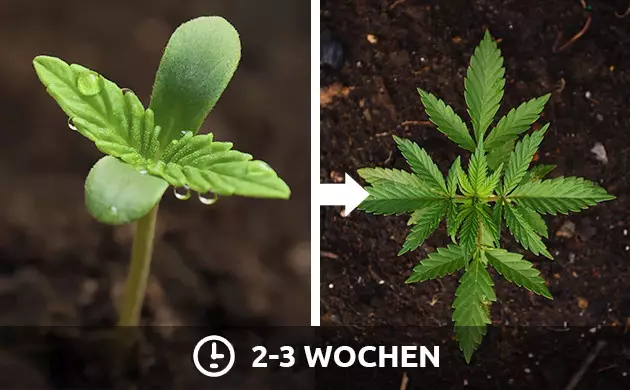Indoor Cannabis Licht Zeitplan
