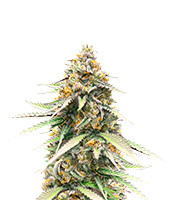 Delicious Cookies Early Version feminisierte Samen zu verkaufen Delicious Cookies Early Version (Delicious Seeds)