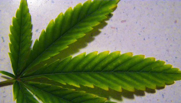 Marihuana Blätter kräuseln sich
