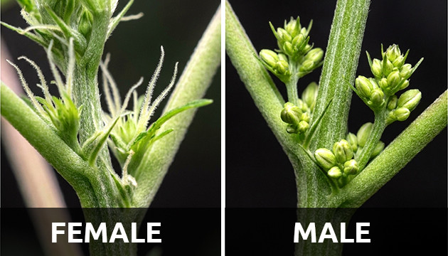Männliche Marihuana-Pflanzen männliche Marihuana-Pflanze