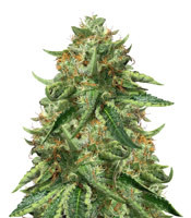 Black Ghost OG Cannabis-Samen Kaufen Black Ghost OG (Original Sensible Seeds)