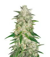 Gelato Auto Cannabis-Samen Kaufen Gelato Auto (Fast Buds)