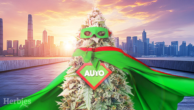 autoflower cannabis seeds