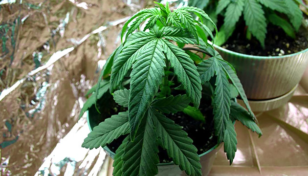 Marihuana-Pflanzenmängel
