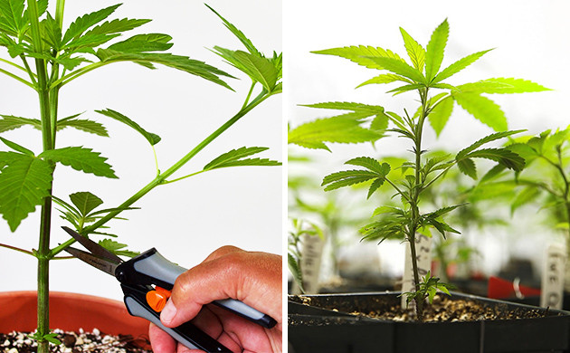 wie man eine Cannabis-Mutterpflanze aus Samen auswählt