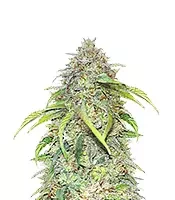 Forgotten Cookies Auto (Mephisto Genetics) Cannabis-Samen zu verkaufen Forgotten Cookies Auto (Mephisto Genetics)