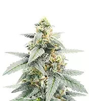 Forum Stomper Auto (Mephisto Genetics) Cannabis-Samen zu verkaufen Forum Stomper Auto (Mephisto Genetics)