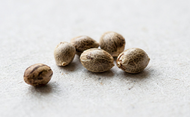 Cannabis seeds cheapest way to grow marijuana