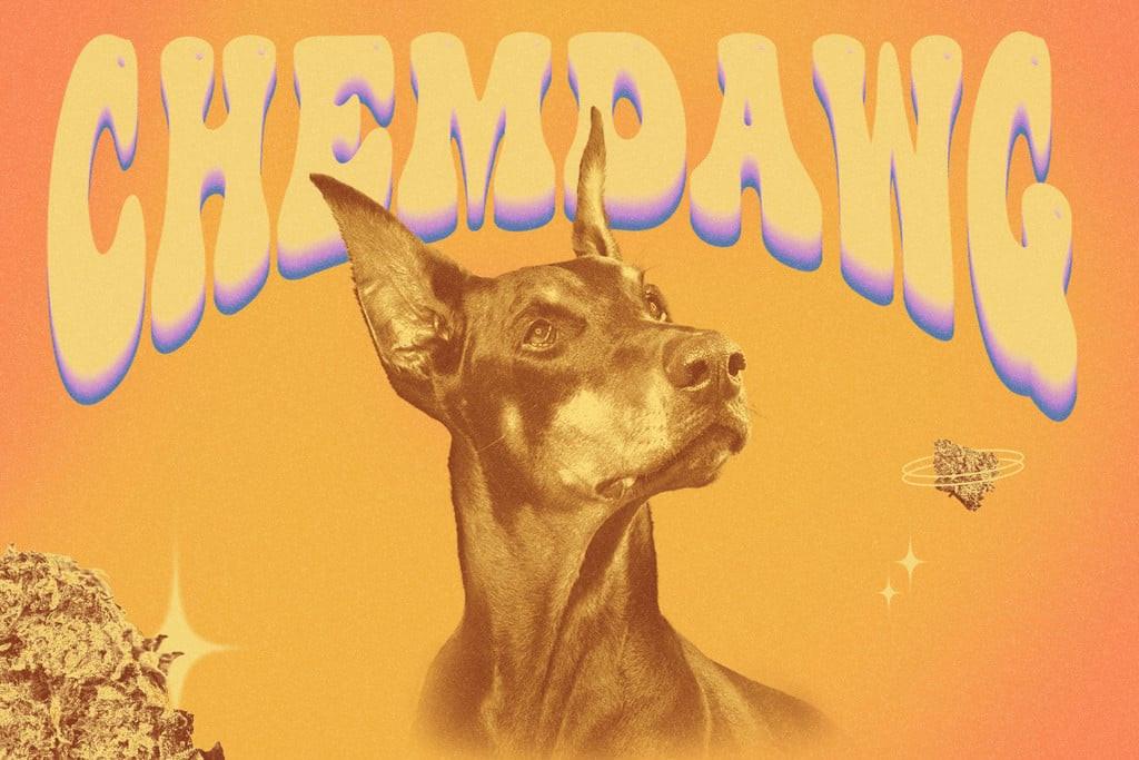 chemdawg cannabissorte