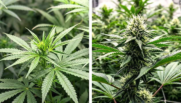 hausgemachtes CO2 für Pflanzen