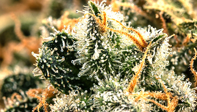 Luftfeuchtigkeit für Cannabis
