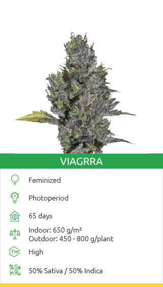 Kaufen Sie Viagrra-Samen von VIP Seeds