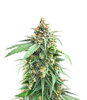 Delicious Cookies feminisierte Samen zu verkaufen Delicious Cookies (Delicious Seeds)