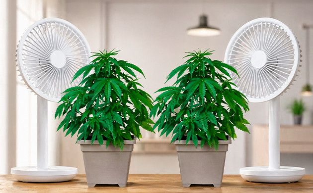 Cannabispflanze per