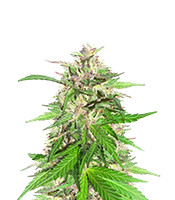 Jealousy Kush feminisierte Samen zu verkaufen Jealousy Kush (Seedkeepers)