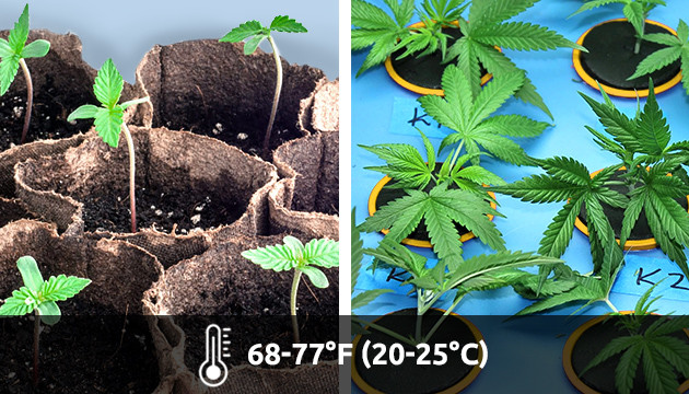 marijuana growing temperature