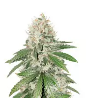 Gorilla Girl (Sweet Seeds) Cannabis-Samen zu verkaufen Gorilla Girl (Sweet Seeds)