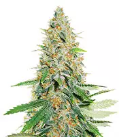 Afghan Kush Cannabis-Samen Kaufen Afghan Kush (World of Seeds)