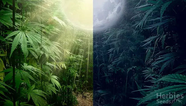 Cannabis Licht Zeitplan
