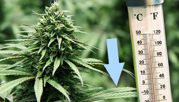 Wie kann die Harzproduktion in einem Cannabisgarten gesteigert werden?