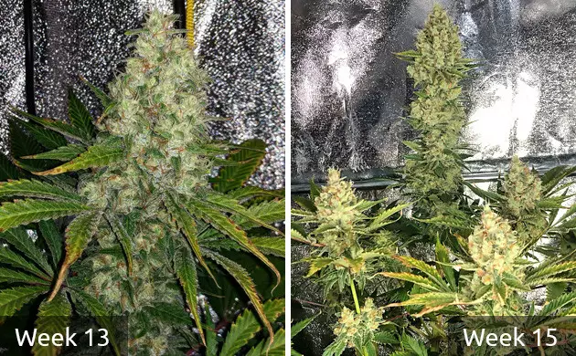 Do-Si-Dos OG bei der Blüte