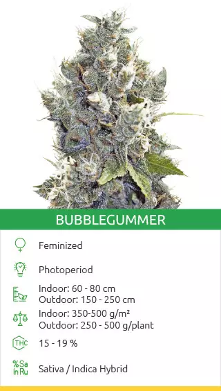 Kaufen Sie hochwertige Cannabissamen