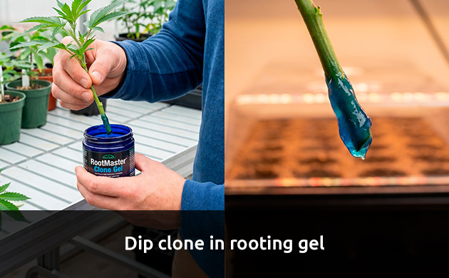 how long for a clone to root